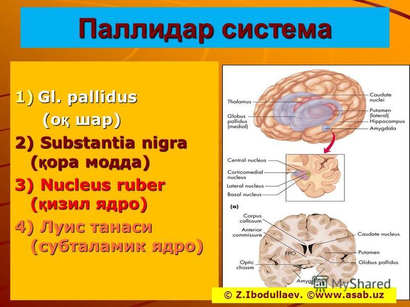Паллидар система 1)Gl. рallidus (о қ шар) (о қ шар) 2) Substantia nigra ( қ ора мода) 3) Nucleus ruber ( қ зил ядро) 4) Луис танаис (субталамик ядро) © Z.Ibodullaev. ©www.asab.uz