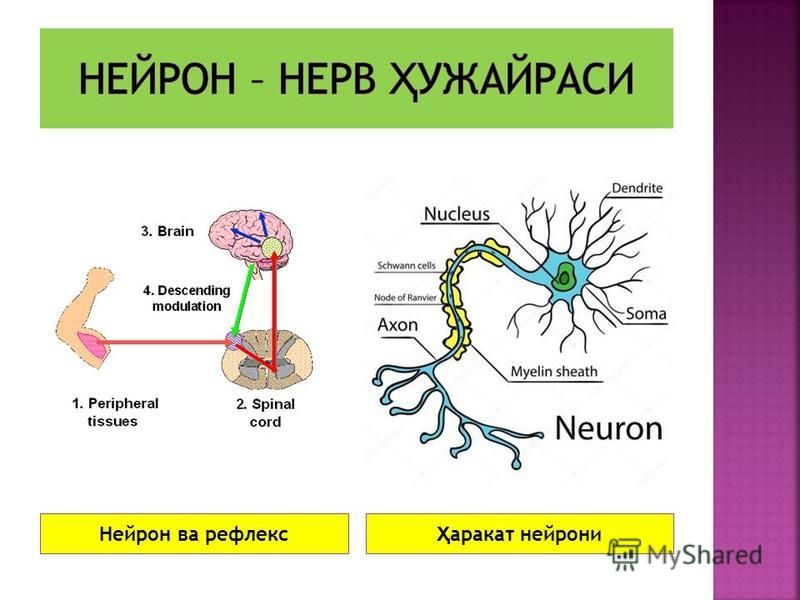 Нейрон ва рефлекс Ҳ аракат нейрони