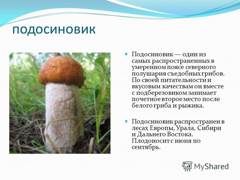 подосиновик Подосиновик один из самых распространенных в умеренном поясе северного полушария съедобных грибов. По своей питательности и вкусовым качествам он вместе с подберезовиком занимает почетное второе место после белого гриба и рыжика. Подосино