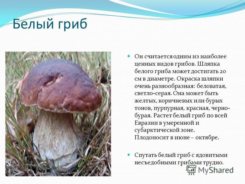 Белый гриб Он считается одним из наиболее ценных видов грибов. Шляпка белого гриба может достигать 20 см в диаметре. Окраска шляпки очень разнообразная: беловатая, светло-серая. Она может быть желтых, коричневых или бурых тонов, пурпурная, красная, ч