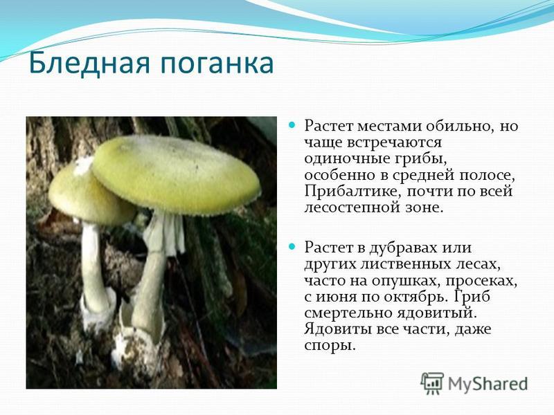 Бледная поганка Растет местами обильно, но чаще встречаются одиночные грибы, особенно в средней полосе, Прибалтике, почти по всей лесостепной зоне. Растет в дубравах или других лиственных лесах, часто на опушках, просеках, с июня по октябрь. Гриб сме