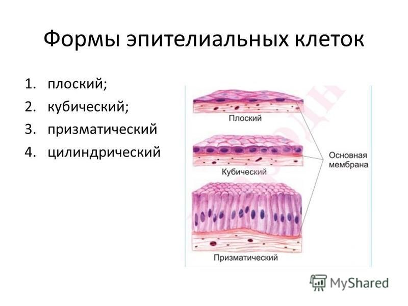 Формы эпителиальных клеток 1.плоский; 2.кубический; 3. призматический 4.цилиндрический