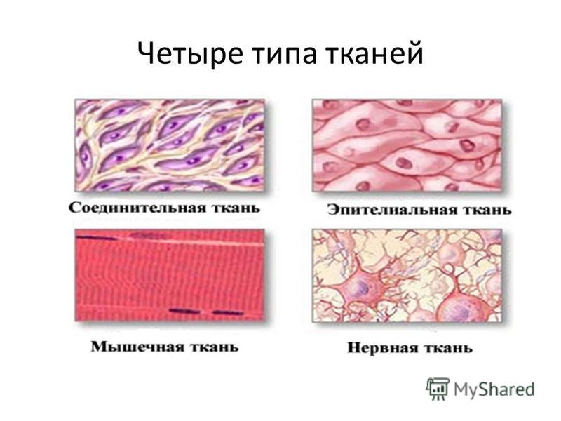 Четыре типа тканей