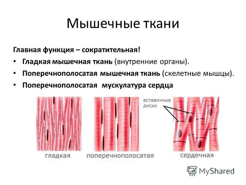 Мышечные ткани Главная функция – сократительная! Гладкая мышечная ткань (внутренние органы). Поперечнополосатая мышечная ткань (скелетные мышцы). Поперечнополосатая мускулатура сердца