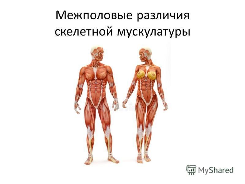 Межполовые различия скелетной мускулатуры