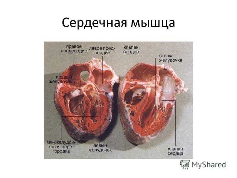 Сердечная мышца