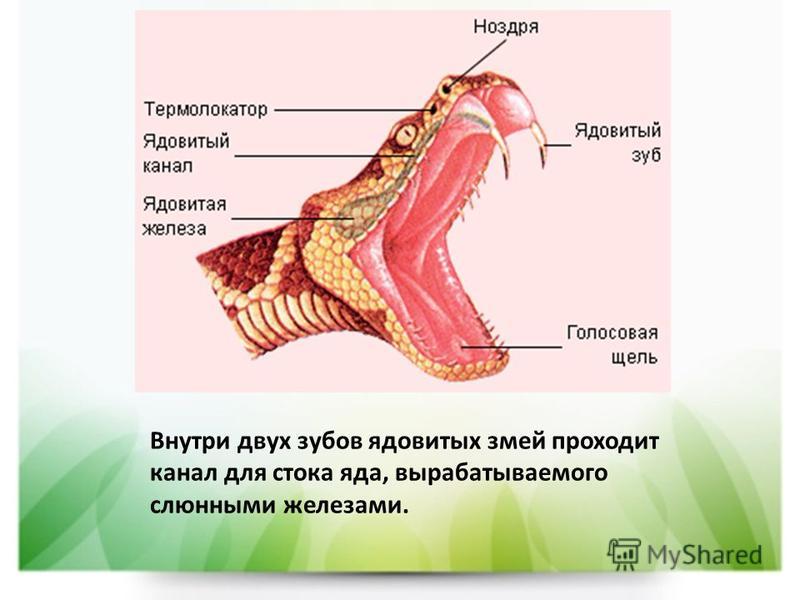 Внутри двух зубов ядовитых змей проходит канал для стока яда, вырабатываемого слюнными железами.