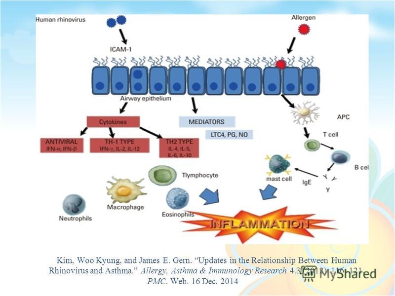 Kim, Woo Kyung, and James E. Gern. Updates in the Relationship Between Human Rhinovirus and Asthma. Allergy, Asthma & Immunology Research 4.3 (2012): 116–121. PMC. Web. 16 Dec. 2014