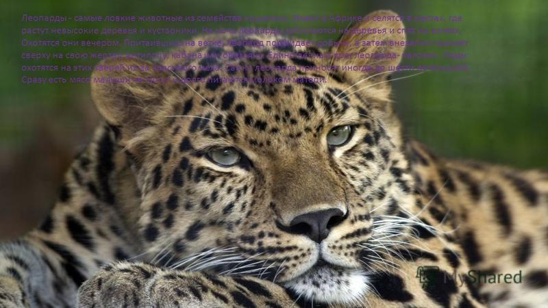 Леопарды - самые ловкие животные из семейства кошачьих. Живут в Африке и селятся в местах, где растут невысокие деревья и кустарники. На ночь леопарды забираются на деревья и спят на ветвях. Охотятся они вечером. Притаившись на ветке, леопард поджида