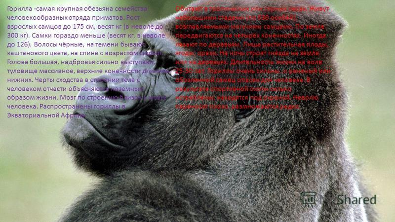Горилла -самая крупная обезьяна семейства человекообразных отряда приматов. Рост взрослых самцов до 175 см, весят кг (в неволе до 300 кг). Самки гораздо меньше (весят кг, в неволе до 126). Волосы чёрные, на темени бывают каштанового цвета, на спине с