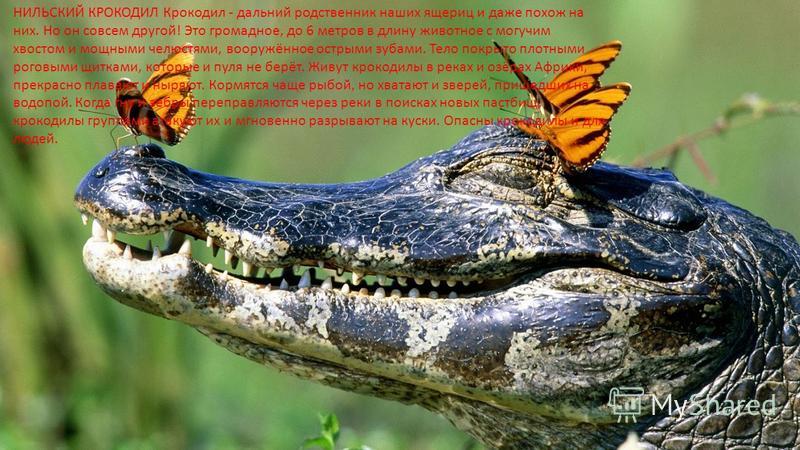 НИЛЬСКИЙ КРОКОДИЛ Крокодил - дальний родственник наших ящериц и даже похож на них. Но он совсем другой! Это громадное, до 6 метров в длину животное с могучим хвостом и мощными челюстями, вооружённое острыми зубами. Тело покрыто плотными роговыми щитк