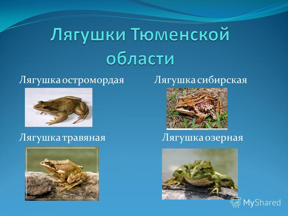 Урок оригами в 2 классе Урок оригами в 2 классе