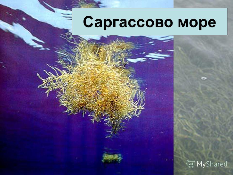 Презентация На Тему Водоросли 6 Класс Презентация На Тему Водоросли 6 Класс