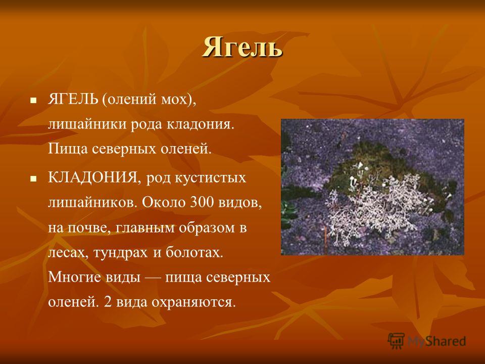 голубика в тундре