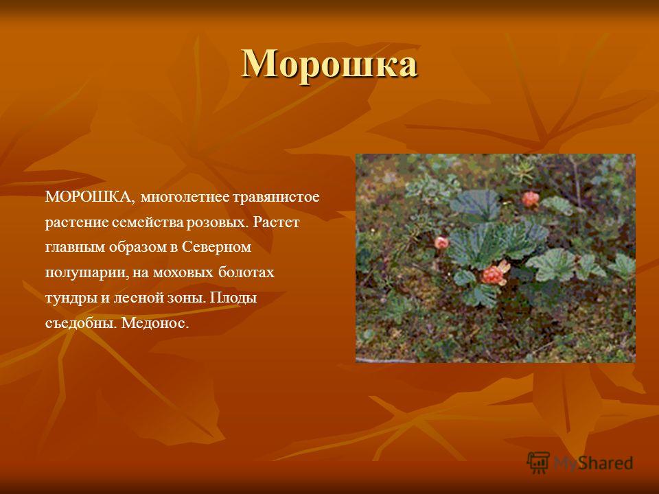 голубика в тундре