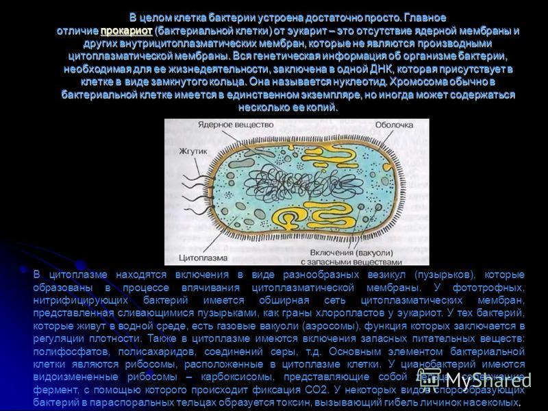 В целом клетка бактерии устроена достаточно просто. Главное отличие прокариот (бактериальной клетки) от эукариот – это отсутствие ядерной мембраны и других внутрицитоплазматических мембран, которые не являются производными цитоплазматической мембраны