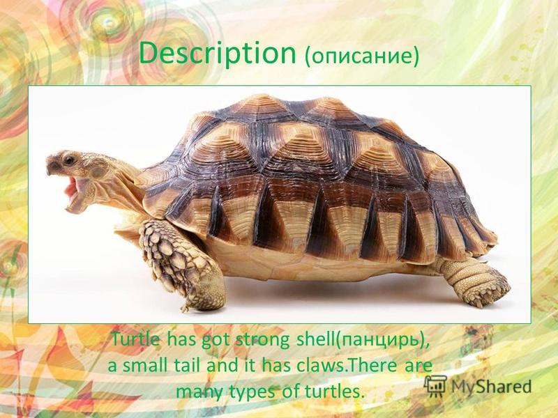Description (описание) Turtle has got strong shell(панцирь), a small tail and it has claws.There are many types of turtles.