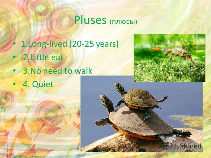 Pluses ( плюсы ) 1.Long-lived (20-25 years) 2. Little eat 3. No need to walk 4. Quiet