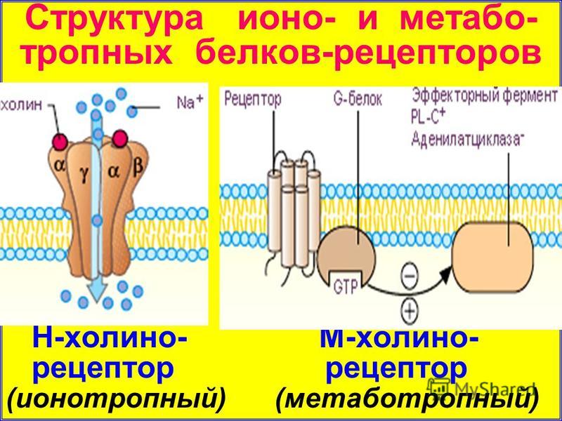 Структура и оно- и метабо- тропных белков-рецепторов Н-холина- М-холина- рецептор рецептор (и онотропный) (метаботропный)
