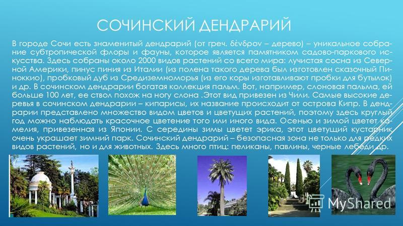 СОЧИНСКИЙ ДЕНДРАРИЙ В го­ро­де Сочи есть зна­ме­ни­тый денд­ра­рий (от греч. δένδρον – де­ре­во) – уни­каль­ное со­бра­ ние суб­тро­пи­че­ской флоры и фауны, ко­то­рое яв­ля­ет­ся па­мят­ни­ком са­до­во-пар­ко­во­го ис­ кус­ства. Здесь со­бра­ны окол