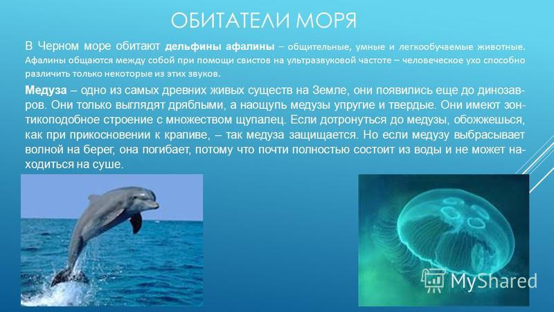 ОБИТАТЕЛИ МОРЯ В Чер­ном море оби­та­ют дель­фи­ны афа­ли­ны – об­щи­тель­ные, умные и лег­ко­обу­ча­е­мые жи­вот­ные. Афа­ли­ны об­ща­ют­ся между собой при по­мо­щи сви­стов на уль­тра­зву­ко­вой ча­сто­те – че­ло­ве­че­ское ухо спо­соб­но раз­ли­чи