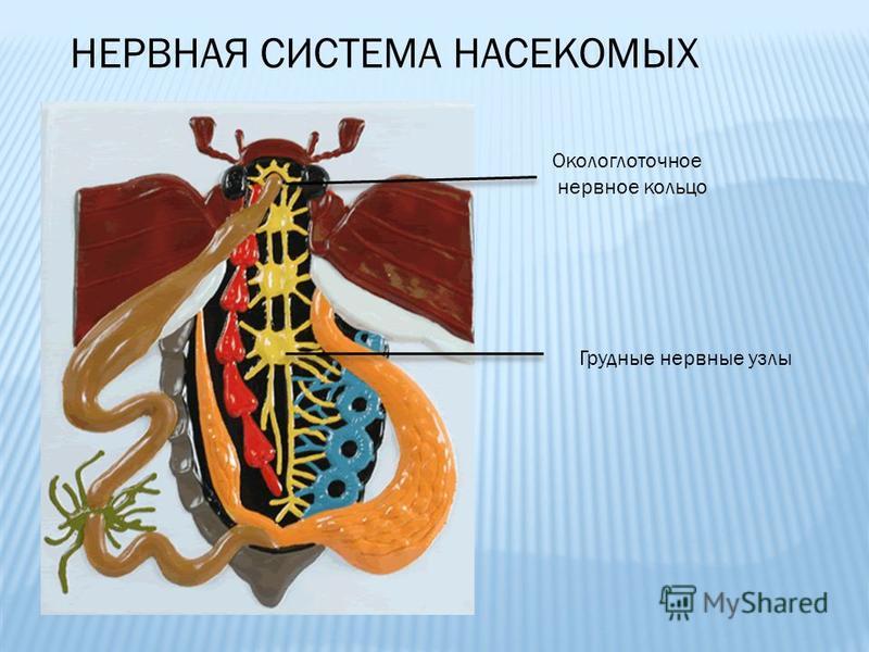 Как еще называют надглоточный нервный узел насекомых