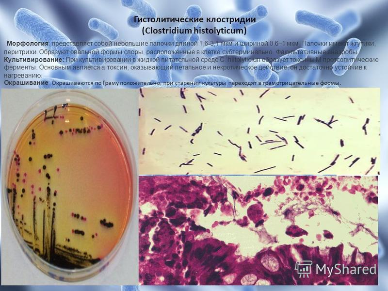 Гистолитические клостридии (Clostridium histolyticum) Морфология: представляет собой небольшие палочки длиной 1,6-3,1 мкм и шириной 0,6–1 мкм. Палочки имеют жгутики, перитрихи. Образуют овальной формы споры, расположенные в клетке субтерминально. Фак