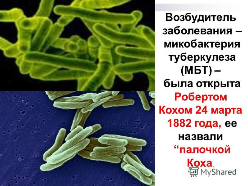 Возбудитель заболевания – микобактерия туберкулеза (МБТ) – была открыта Робертом Кохом 24 марта 1882 года, ее назвали палочкой Коха.