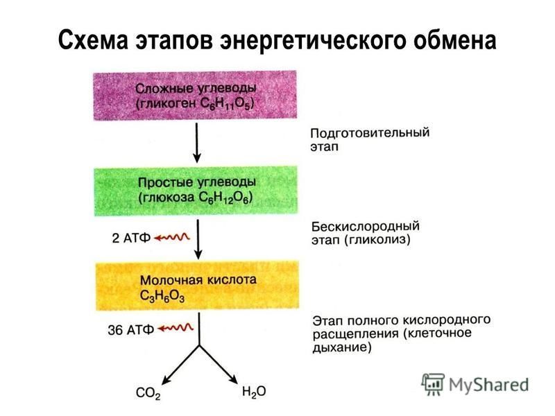 Схема этапов энергетического обмена