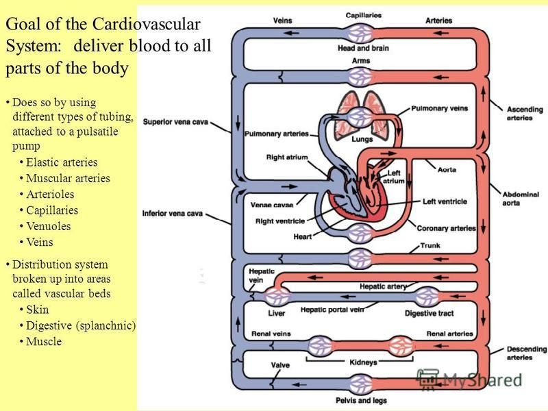 Goal of the Cardiovascular System: deliver blood to all parts of the body Does so by using different types of tubing, attached to a pulsatile pump Elastic arteries Muscular arteries Arterioles Capillaries Venuoles Veins Distribution system broken up 