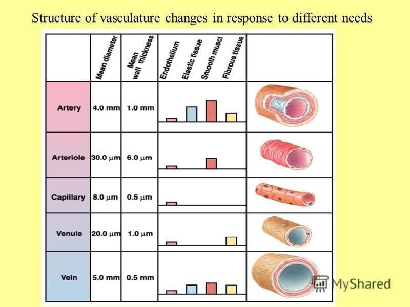 Structure of vasculature changes in response to different needs