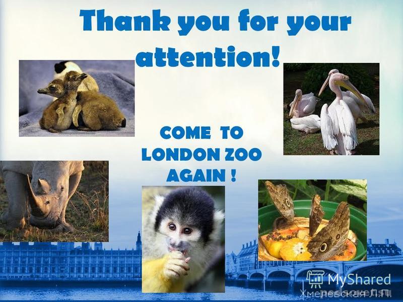 Thank you for your attention! COME TO LONDON ZOO AGAIN !