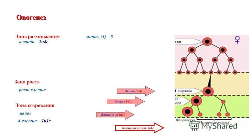 Овогенез Зона размножения митоз (3) – 8 клеток – 2n4c Зона роста рост клеток Зона созревания мейоз 4 клетки – 1n1c полярные тельца 1n1c Яйцеклетка 1n1c Овоцит 1n2c Овоцит 2n4c