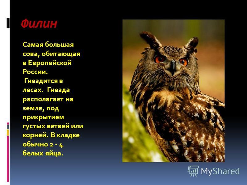 Филин Самая большая сова, обитающая в Европейской России. Гнездится в лесах. Гнезда располагает на земле, под прикрытием густых ветвей или корней. В кладке обычно 2 - 4 белых яйца.