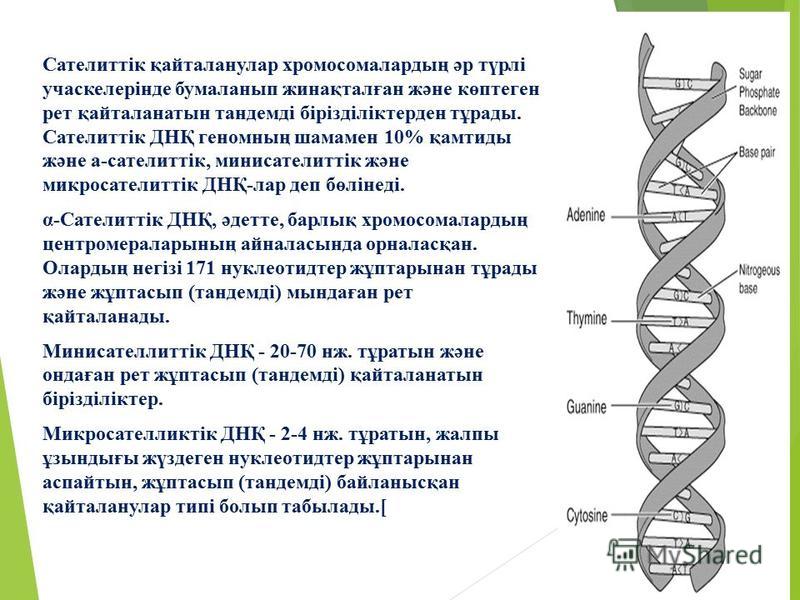 Сателиттік қайталанулар хромосомалардың әр түрлі учаскелерінде бумаланып жинақталған және көптеген рет қайталанатын тандемді бірізділіктерден тұрады. Сателиттік ДНҚ геномның шамамен 10% қамтиды және а-сателиттік, минисателиттік және микросателиттік Д