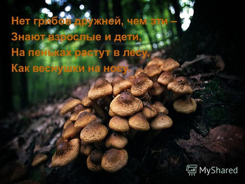 Нет грибов дружней, чем эти – Знают взрослые и дети, На пеньках растут в лесу, Как веснушки на носу.