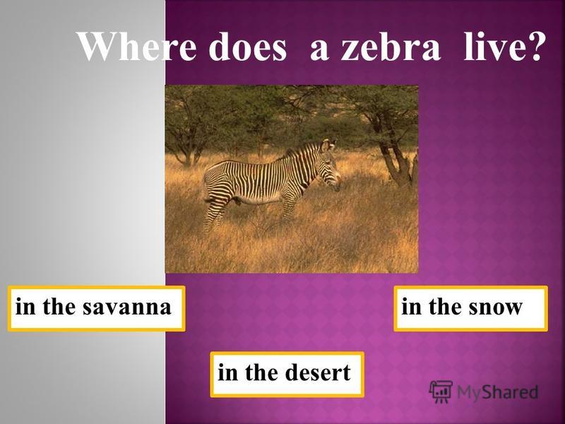 in the savanna Where does a zebra live? in the desert in the snow