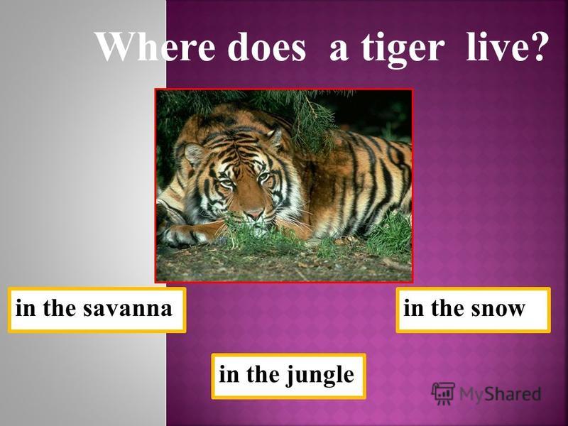 in the savanna Where does a tiger live? in the jungle in the snow