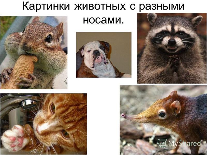 Картинки животных с разными носами.