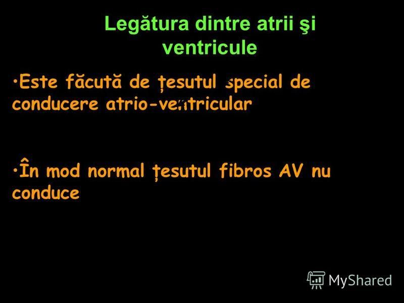 Legătura dintre atrii şi ventricule Este făcută de ţesutul special de conducere atrio-ventricular În mod normal ţesutul fibros AV nu conduce