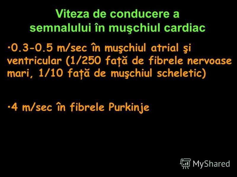 Viteza de conducere a semnalului în muşchiul cardiac 0.3-0.5 m/sec în muşchiul atrial şi ventricular (1/250 faţă de fibrele nervoase mari, 1/10 faţă de muşchiul scheletic) 4 m/sec în fibrele Purkinje