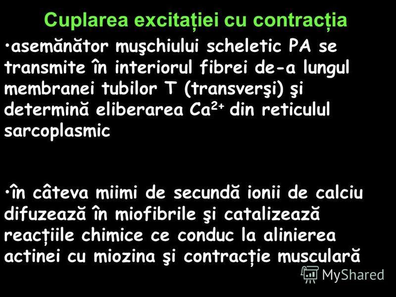 Cuplarea excitaţiei cu contracţia asemănător muşchiului scheletic PA se transmite în interiorul fibrei de-a lungul membranei tubilor T (transverşi) şi determină eliberarea Ca 2+ din reticulul sarcoplasmic în câteva miimi de secundă ionii de calciu di