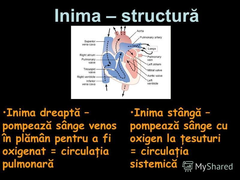 Inima – structură Inima dreaptă – pompează sânge venos în plămân pentru a fi oxigenat = circulaţia pulmonară Inima stângă – pompează sânge cu oxigen la ţesuturi = circulaţia sistemică
