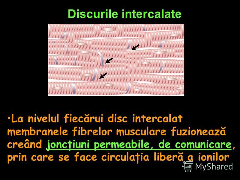 Discurile intercalate La nivelul fiecărui disc intercalat membranele fibrelor musculare fuzionează creând joncţiuni permeabile, de comunicare, prin care se face circulaţia liberă a ionilor
