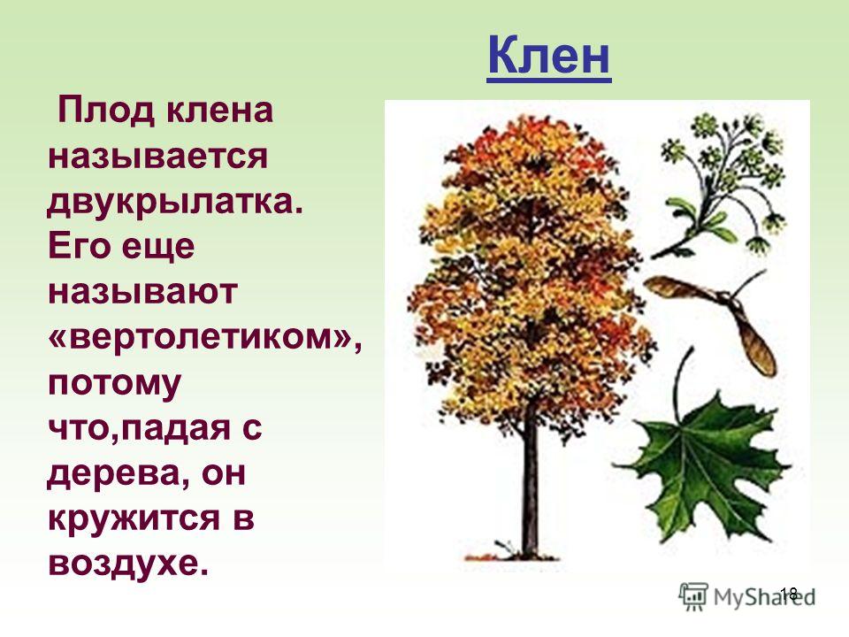 доклад про клён дерево
