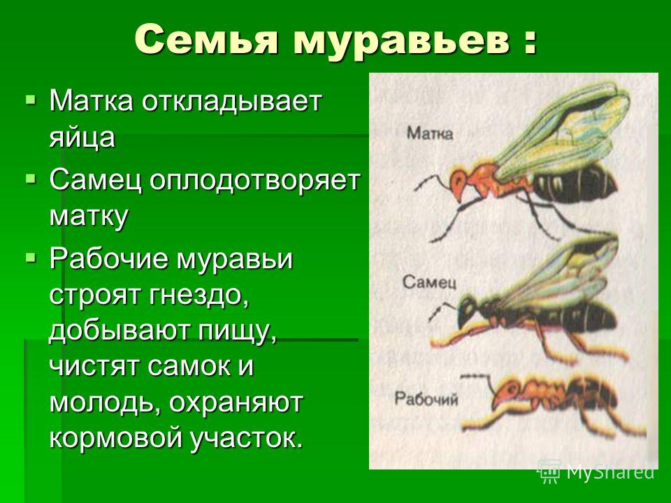 питание жидкой пищей для похудения питание жидкой пищей для похудения