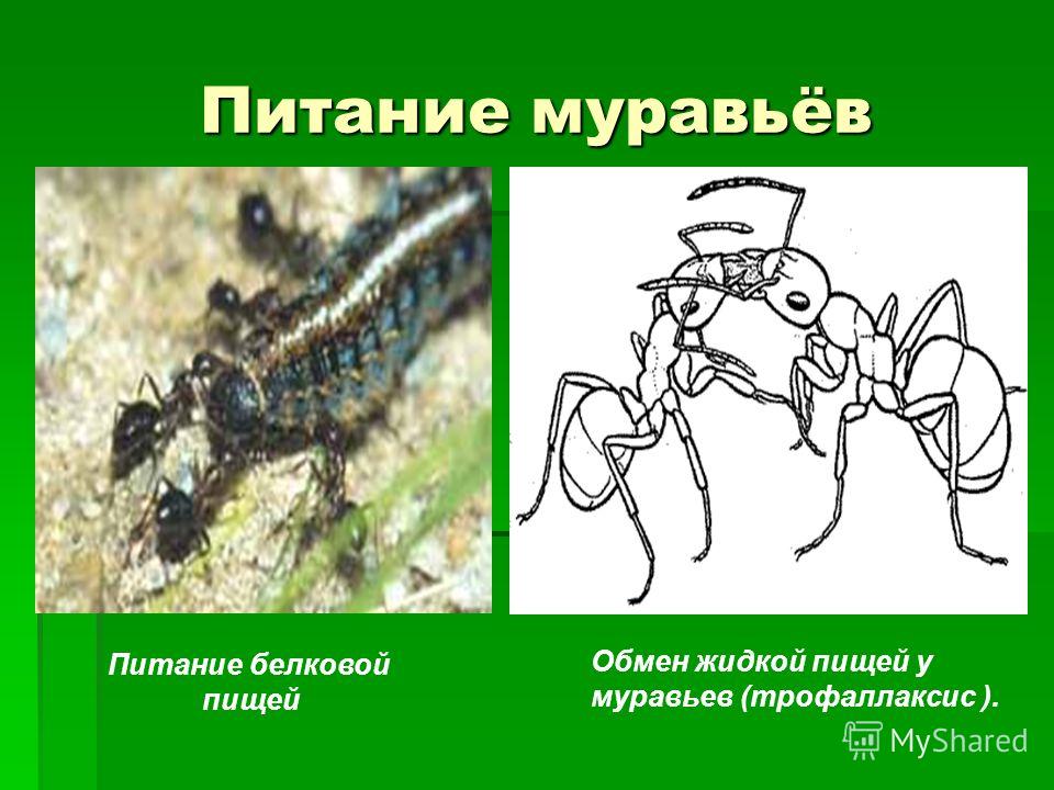 питание жидкой пищей для похудения питание жидкой пищей для похудения