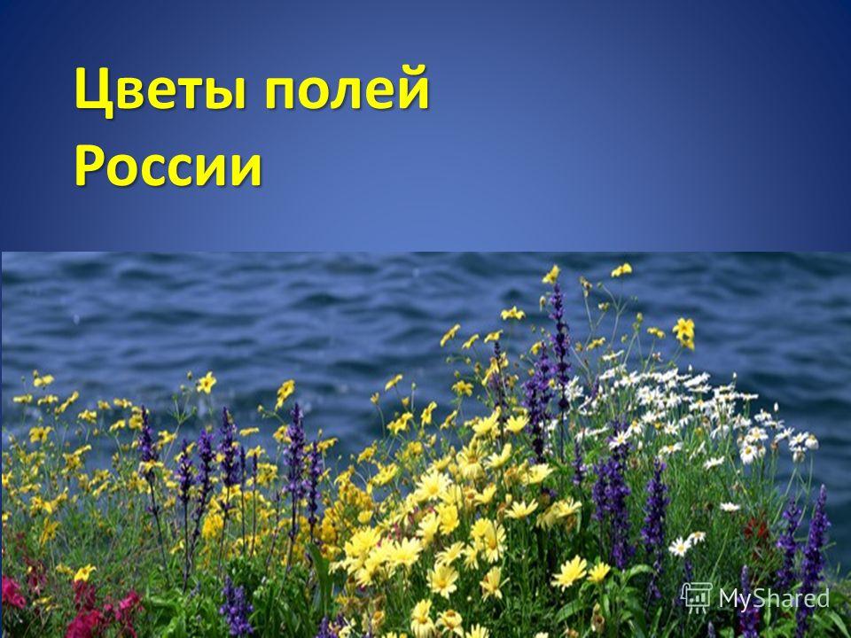 Видео.писающие девушки Видео.писающие девушки