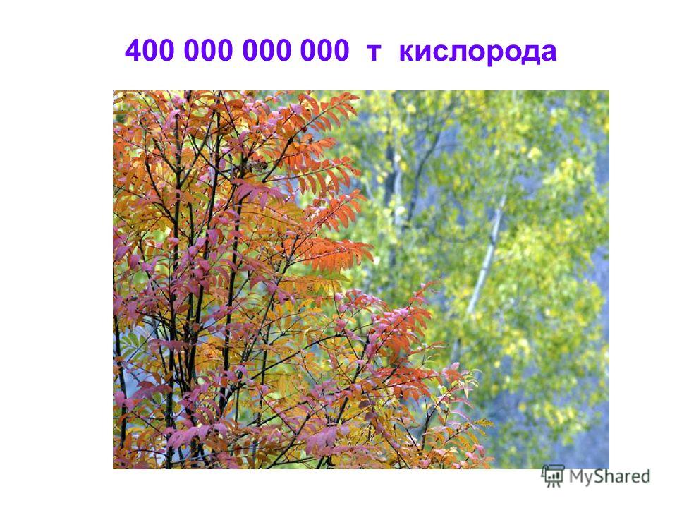 Рабочая программа по русскому языку в 10 классе