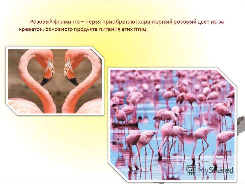 Розовый фламинго – перья приобретают характерный розовый цвет из-за креветок, основного продукта питания этих птиц.